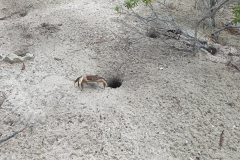 Krab na Rangiroa