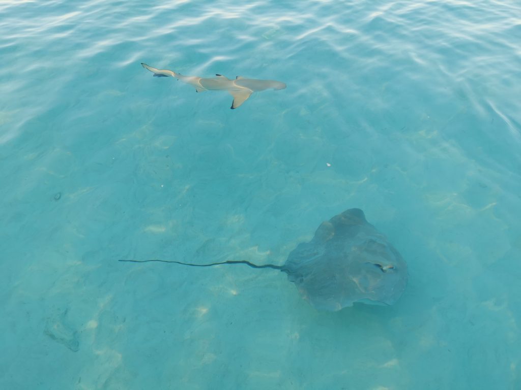 stingray and whitetip shark