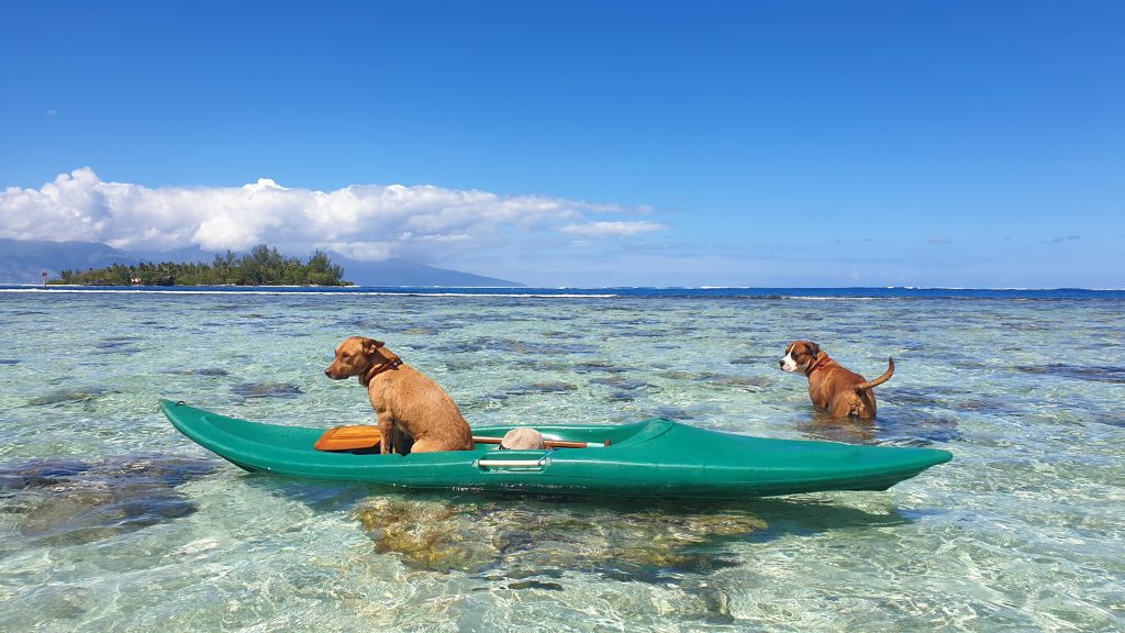 Psy a kajak v pozadí s Tahiti